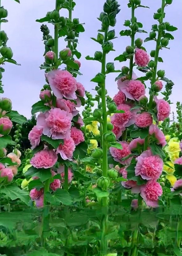 صدپر وارداتی