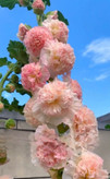 صدپر وارداتی