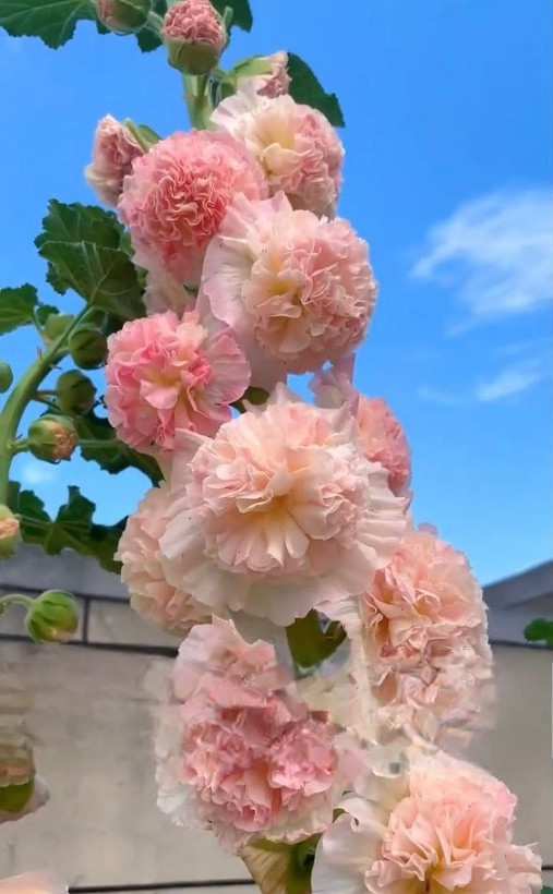 صدپر وارداتی
