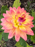 بذرشاینی وارداتی