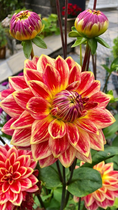 بذرشاینی وارداتی