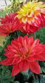 بذرشاینی وارداتی