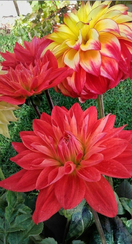 بذرشاینی وارداتی
