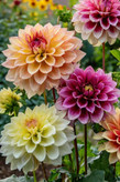 بذرشاینی وارداتی