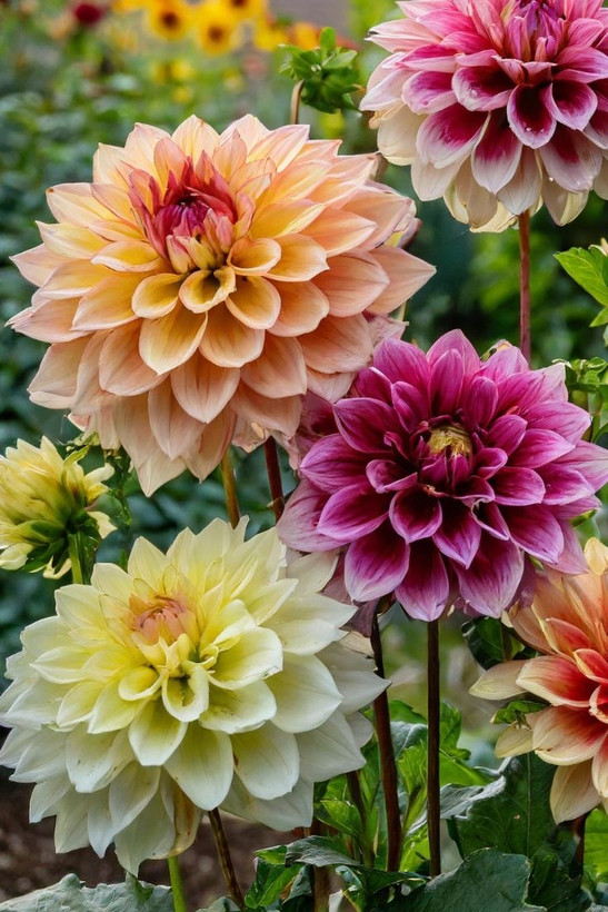بذرشاینی وارداتی