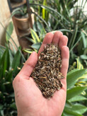 بذرشاینی وارداتی