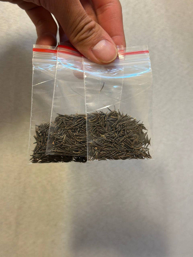 بذر گل ستاره ای الوان