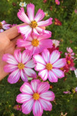 بذر گل ستاره ای الوان