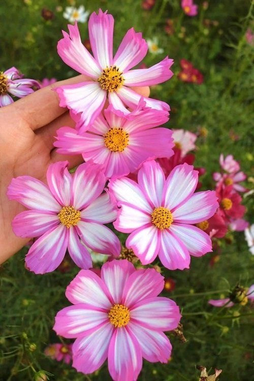 بذر گل ستاره ای الوان