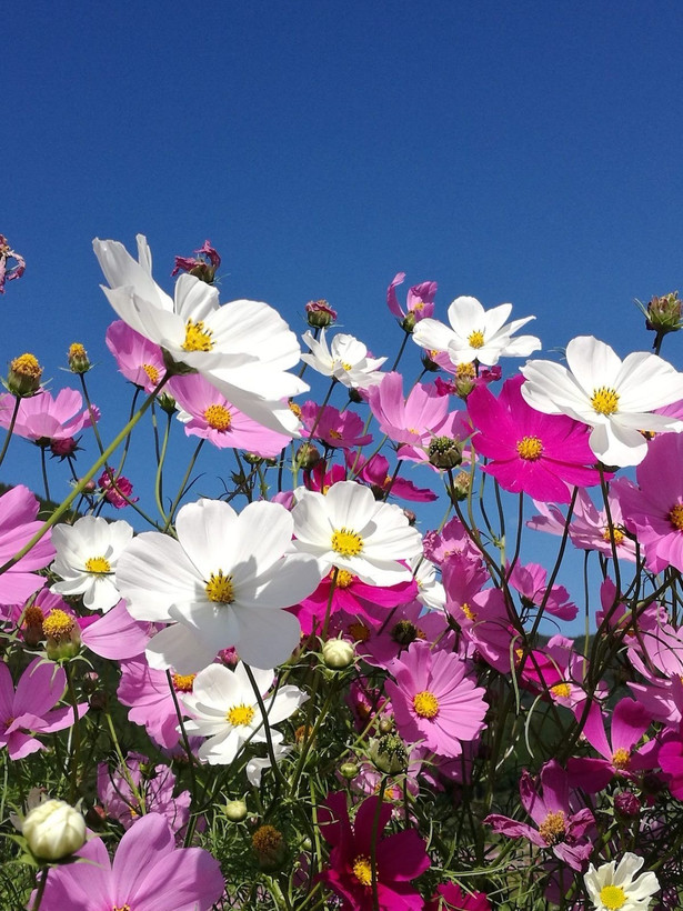 بذر گل ستاره ای الوان