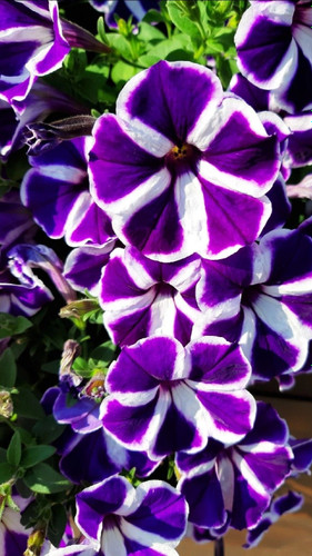 بذر اطلسی هلندی گلدرشت