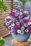 بذر شاهپسند وارداتی چند رنگ