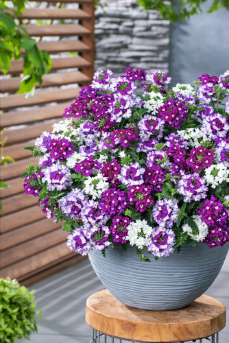 بذر شاهپسند وارداتی چند رنگ