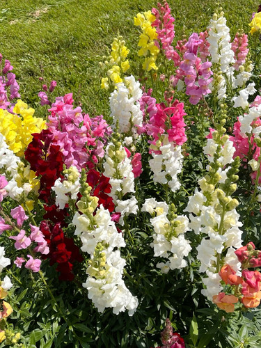 بذر گل میمون الوان