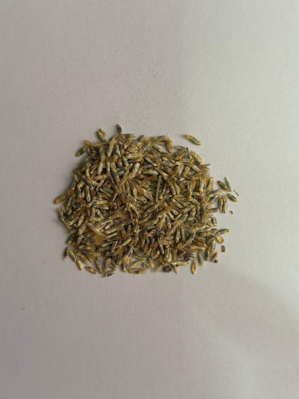 بذر گل گندم هلندی