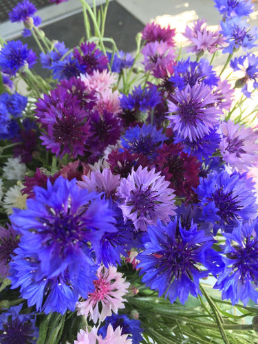 بذر گل گندم هلندی