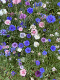 بذر گل گندم هلندی