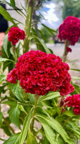 بذر گل تاج خروس دفرمه