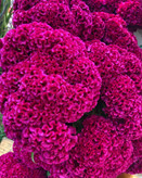 بذر گل تاج خروس دفرمه