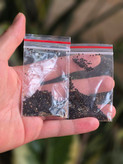 بذر گل تاج خروس دفرمه