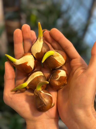 پیاز لاله هلندی