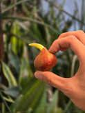 پیاز لاله هلندی
