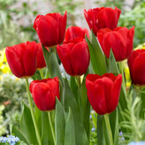 پیاز لاله هلندی