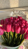 پیاز لاله هلندی