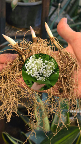 غده لیلیوم معطر