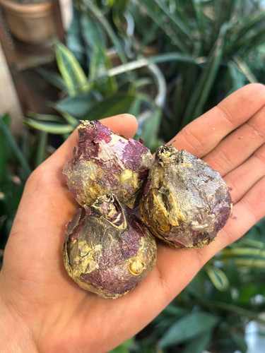 پیاز گل سنبل هلندی